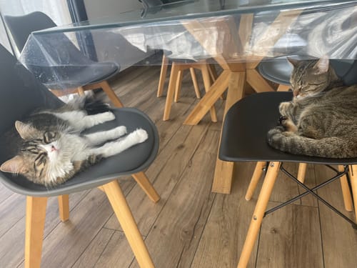 Avis photo d'un client sur Croquettes Chat Stérilisé Sans Céréales - Poulet