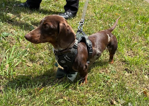 Customer photo review of Trail & Glow Tweed Dog Harness - Forest Tweed