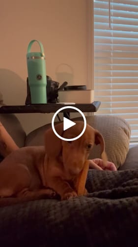 Customer video review of Pumpkin Yak Chews