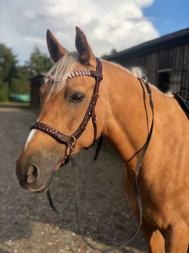 Customer photo review of Odessa bonita Multi Bridle padded - MASEGO bit to bitless system