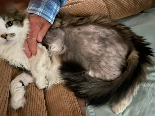 Customer photo review of 1x Blisso Advanced Cat Probiotic