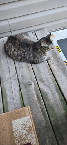 Customer photo review of 2x Blisso Advanced Cat Probiotic (Buy 1 Get 1 Free)