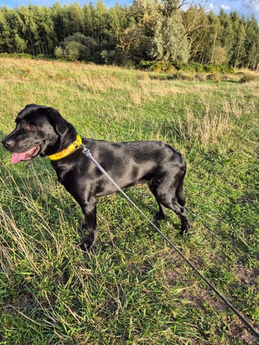 Customer photo review of Neoprene Dog Collar with Name - M | 4Kyon