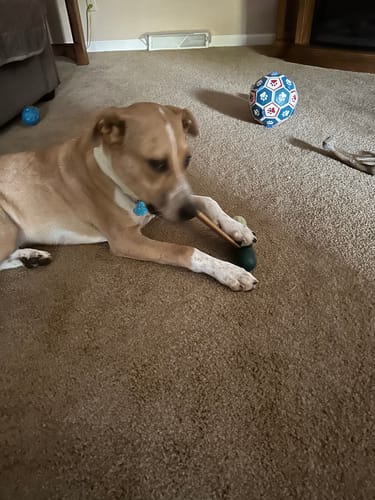 Customer photo review of Hickory Smoked Bully Sticks