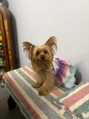 Customer photo review of FurLife™ 12 Months Flea and Tick Free