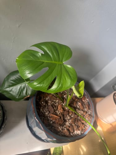 Customer photo review of Plant Food