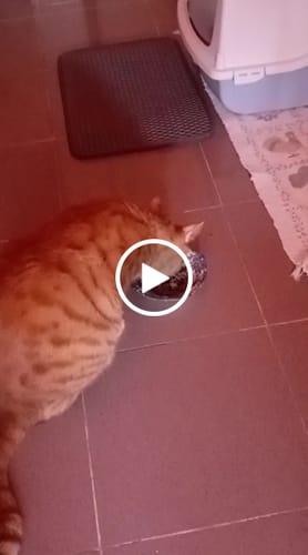 Customer video review of Brit Veterinary Diet Cat Ultra-Hypoallergenic Gluten & Grain-Free | Insect & Pea - Hipoalergénico, Para Gatos