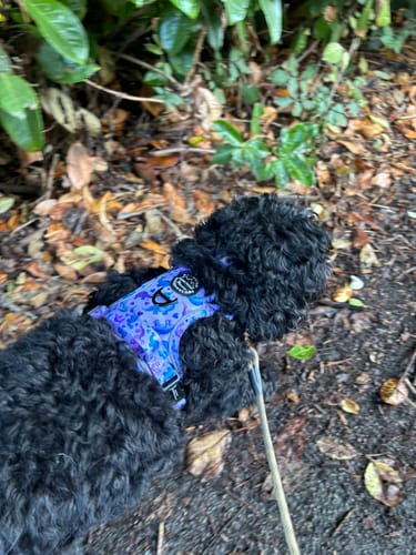 Megan review of Tough Trails™ Harness - Tiny Diny image 1 out of 2