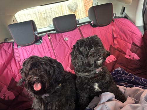 Customer photo review of PRE-ORDER: Car Seat Cover - Walkies Ready® Mulberry