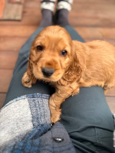 Customer photo review of Construction Pants