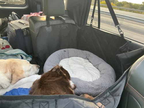 Customer photo review of 4Knines Hard Bottom Extender Car Seat Cover for Dogs - XL