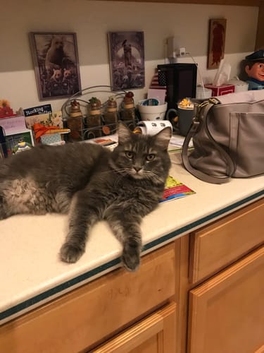 Customer photo review of 2x Blisso Advanced Cat Probiotic (Buy 1 Get 1 Free)