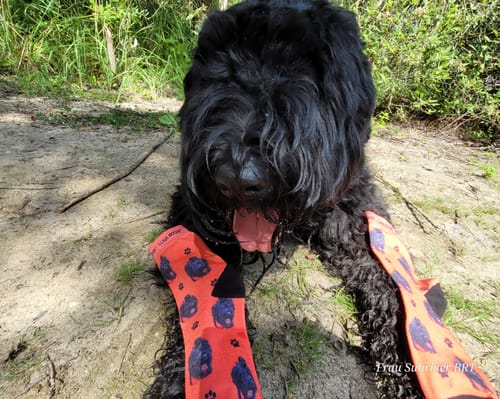 Roswitha W. review of Personalisierte Socken mit deinem Haustier image 1 out of 1