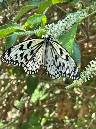 Customer photo review of FUJI LIFESTYLE PRESETS LIGHTROOM PRESETS