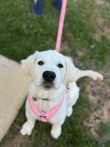 Tracey C. review of Slip on Harness | Foam Padded - Pink image 1 out of 1