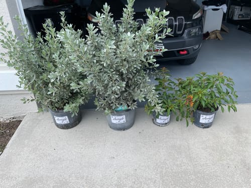 Customer photo review of Silver Buttonwood