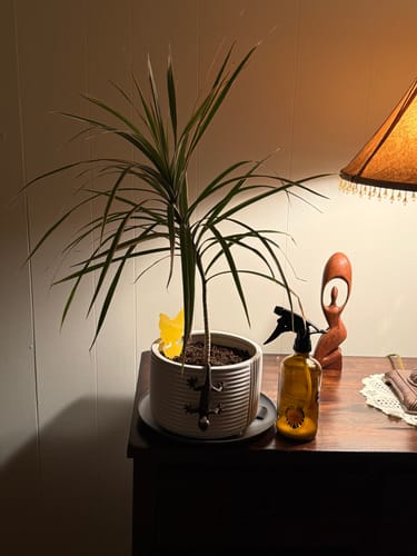 Customer photo review of Houseplant Pest Spray