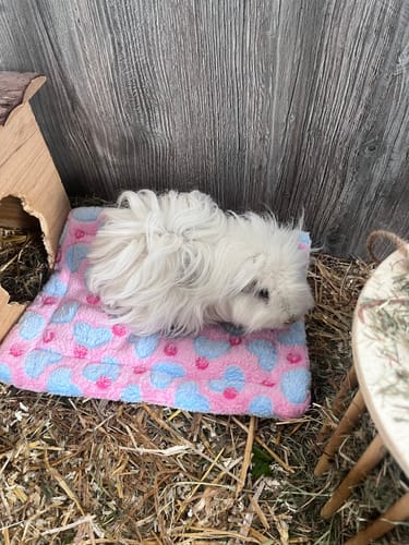 Customer photo review of 🤍Kuschelbett - Herzen Rosa