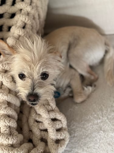 Customer photo review of Seizures - Dogs