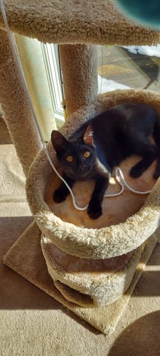 Customer photo review of 2x Blisso Advanced Cat Probiotic (Buy 1 Get 1 Free)