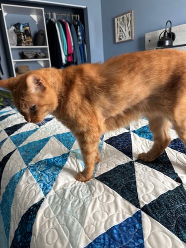 Customer photo review of 2x Blisso Advanced Cat Probiotic | Cat Probiotic for Diarrhea & Kidney Support