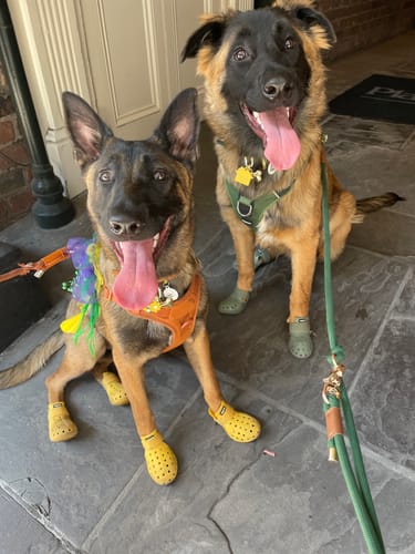 Customer photo review of WagWellies® Mojave