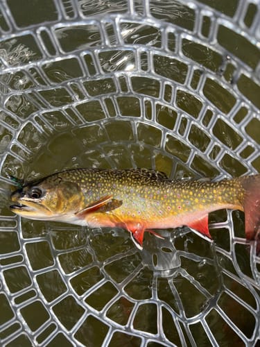 Customer photo review of Sex Dungeon - Olive