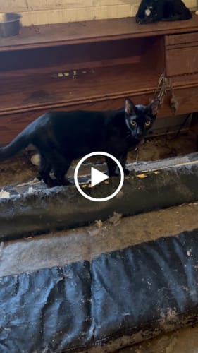 Customer video review of 4x Blisso Advanced Cat Probiotic (Buy 2 Get 2 Free)