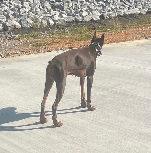 Customer photo review of WagWellies® Mojave