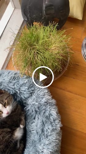 Customer video review of 3 Month Supply - 1 Cat