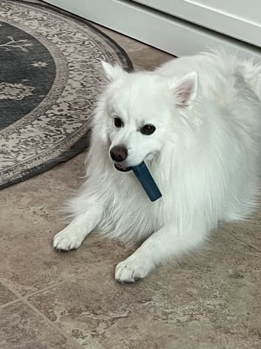 Customer photo review of Blueberry Yak Chews