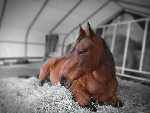 Customer photo review of Kristallkraft Bronchiale