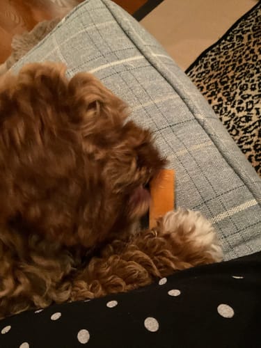Customer photo review of 4-Stick Yak Chew Pack – Mint, Banana, Strawberry & Pumpkin
