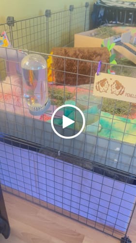 Customer video review of GuineaDad Piggy Condo Guinea Pig Cage with Pillars (C&C)