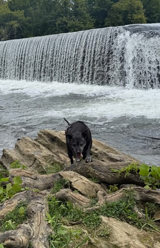 Customer photo review of 4 Inch Power Bully Sticks