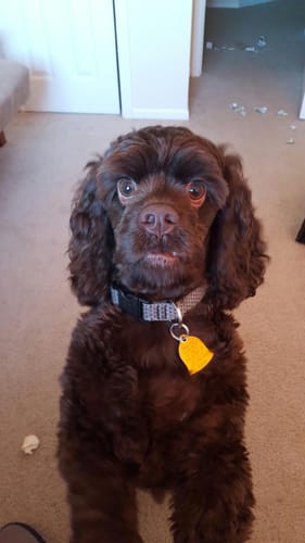 Customer photo review of K9 EarClear