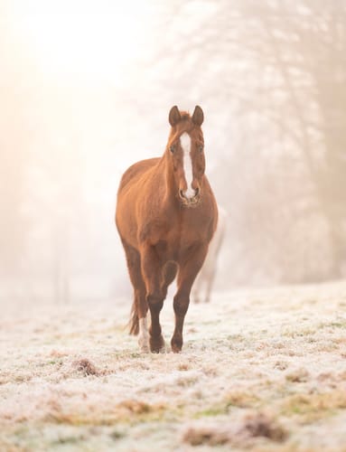 Customer photo review of Kristallkraft Move