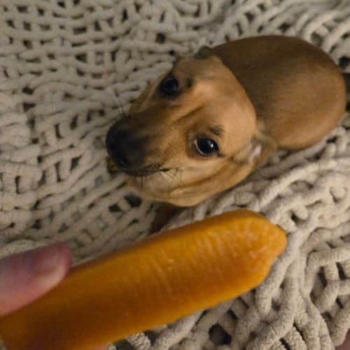 Customer photo review of 4-Stick Yak Chew Pack – Mint, Banana, Strawberry & Pumpkin