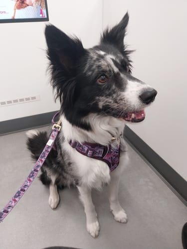 Emily review of Tough Trails™ Harness - Roaming Wild image 1 out of 1