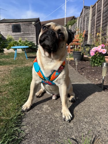 Customer photo review of Colorful PRO Protective Trachea Dog X Harness – Single or Set with 3-Way Shock-Absorbing Leash