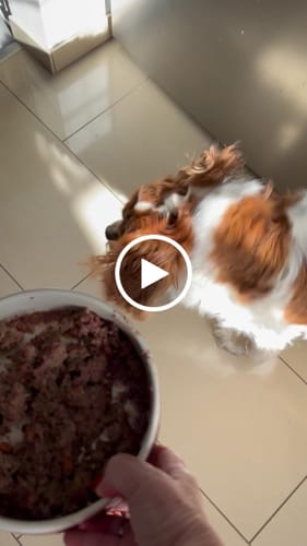 Customer video review of Frischfutter für Energiebedarf von 626 kCal/Tag