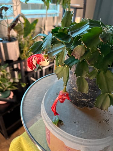 Customer photo review of Soil Refresh