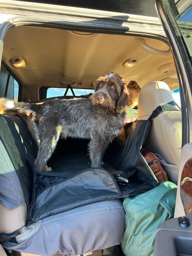 Customer photo review of 4Knines Hard Bottom Extender Car Seat Cover for Dogs - XL