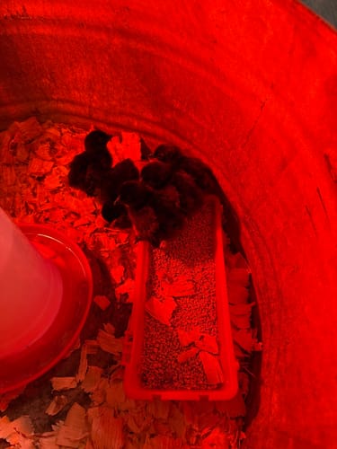 Customer photo review of Ayam Cemani Chick (Unsexed)