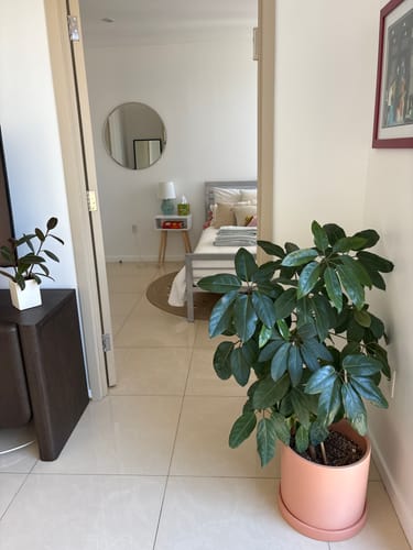 Customer photo review of Plant Food