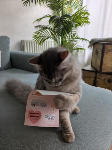 Avis photo d'un client sur Croquettes Chaton Sans Céréales - Poulet & Huile de Saumon