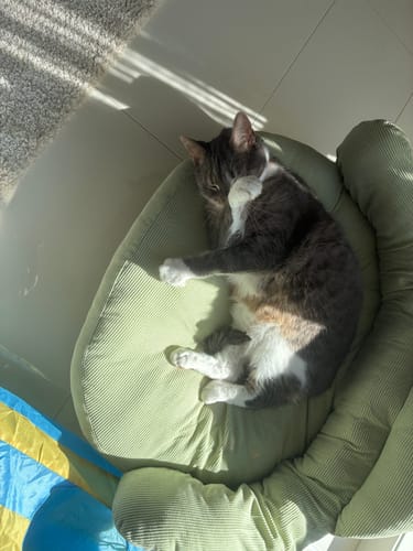 Customer photo review of CloudNest Elevated Pet Sofa Bed