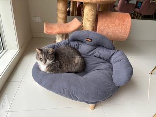 Customer photo review of CloudNest Elevated Pet Sofa Bed