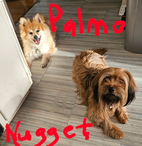 Customer photo review of Probiotic Chews