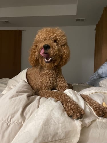 Customer photo review of 6 Inch Standard Bully Sticks